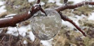 El extraño fenómeno de las manzanas fantasma tras una tormenta de lluvia helada (FOTOS)