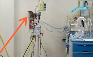 “Peligro de infección”: Una rata invade la unidad de neonatología del hospital Chiquinquirá de Maracaibo (FOTO)