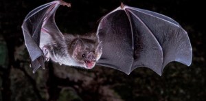 Creen que un secreto de los murciélagos es la clave para frenar la próxima pandemia