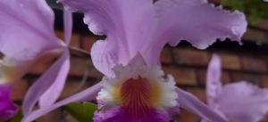 En Táchira hay unas 100 especies de Orquídeas