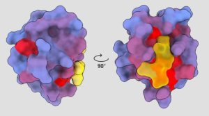 Hallan “puertas ocultas” en las proteínas, una revolución para nuevos fármacos