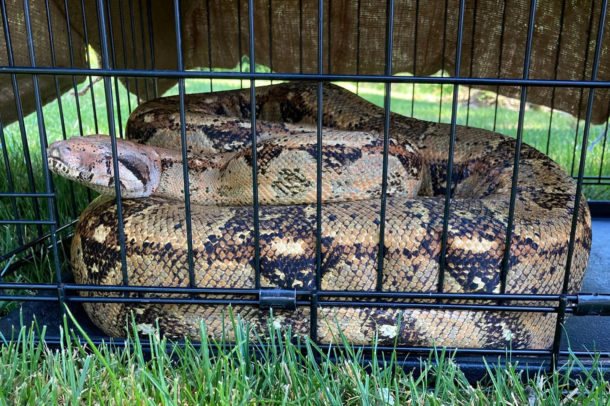 El susto que se llevó una abuela al hallar la serpiente “más grande” nunca antes vista en EEUU