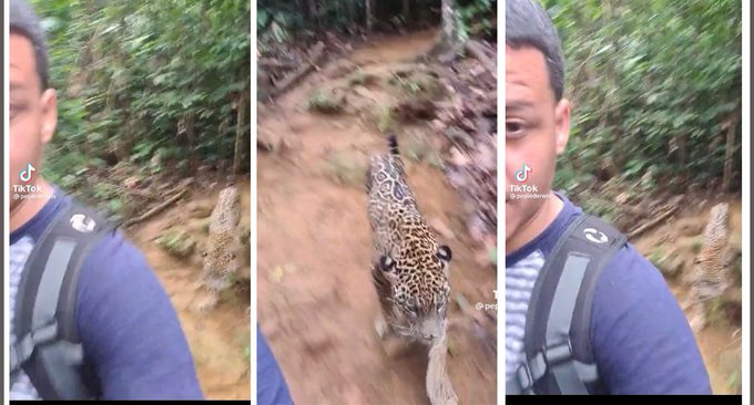 Se viraliza supuesto encuentro entre un migrante venezolano y un jaguar en el peligroso Darién (VIDEO)