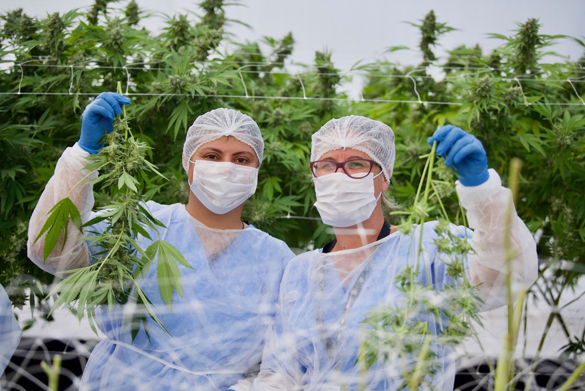 Marihuana medicinal: una industria que florece en Uruguay