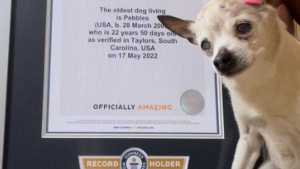 Mundo canino de luto: falleció Pebbles, la perrita más longeva del mundo