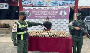 Incautan casi 80 kilos de marihuana ocultos dentro de tubérculos de yuca en Mérida (Imágenes)