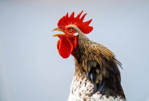 Se perdió un gallo en granja de Nueva Jersey y no imaginarás la insólita recompensa por su paradero
