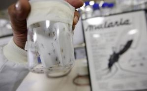 Detectados casi 90 casos de malaria en un municipio indígena de Venezuela