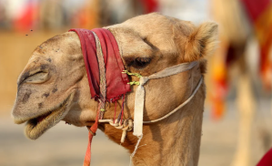 VIRAL: Camello muerde la cabeza de un niño y lo levanta para meterlo a su corral en un zoológico (VIDEO)