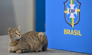 Lo que no sabías del “gato de la maldición” que protagoniza los memes contra Brasil