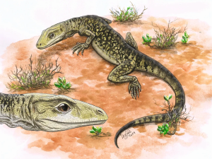 Estudiaron un fósil “olvidado” y se adelantó el origen de los lagartos a 35 millones de años
