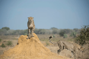 Los guepardos podrían extinguirse pronto, advirtió un estudio