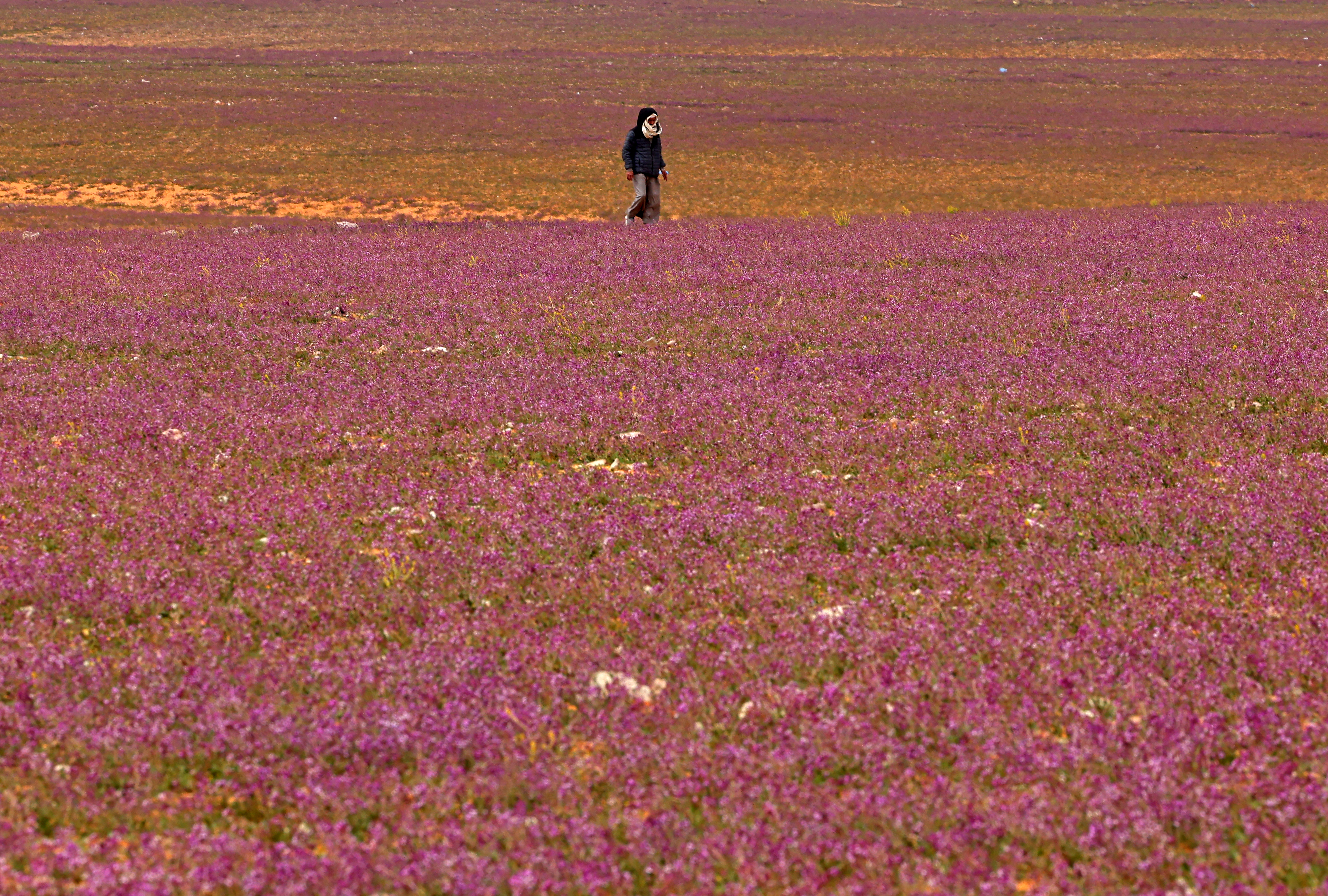 El extraordinario espectáculo de un desierto lleno de flores moradas en Arabia Saudita (FOTOS)