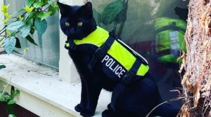 Nimis, el gato policía que es sensación en redes sociales por cuidar las calles de Ámsterdam (VIDEO)