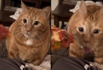 VIDEO: Mujer quiso darle de comer pizza a su gato y la divertida reacción del animal se volvió VIRAL