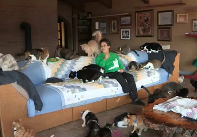Mujer vive con 1,100 gatos tras su divorcio y su historia se hace viral