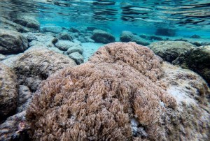 Peste en el mar: la pesca disminuyó un 80% en Anzoátegui por la proliferación del coral Unomia