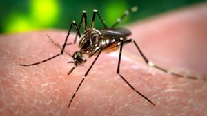 Alerta en la frontera colombo-venezolana por aumento de casos de dengue
