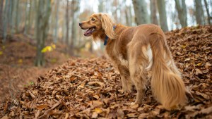 Científicos británicos descubren que esta raza de perro es más agresiva que los rottweilers
