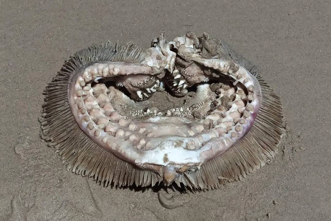 “Restos alienígenas”: Extraña criatura “con dientes” apareció en una playa de Texas y espantó a todos