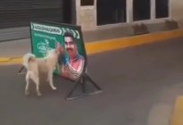 ¡Descontento canino! Firulais, una valla de Maduro y un mismo sentimiento (VIDEO)