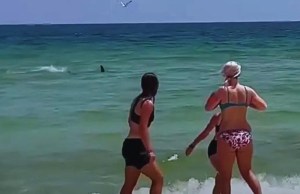 ¡Tiburón! Bañistas huyen aterrados al notar la presencia del feroz depredador en playa de Florida (VIDEO)