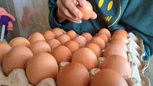 El mercado de huevos se satura y los pequeños productores pierden en Táchira