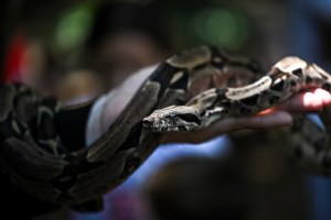 Mordeduras de serpiente en Venezuela, entre la ignorancia y la escasez de antídotos