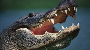 De pesadilla: capturan a un caimán de más de 300 kilos y 4 metros de largo en Misisipi