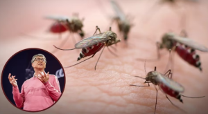Por qué Bill Gates tiene una granja en Medellín que produce 30 millones de mosquitos a la semana