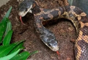 ¡Doble miedo! Familia encontró una serpiente de dos cabezas en el patio de su casa