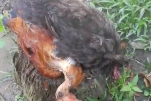 Barinas: En La Colonia de Santa Inés duermen con un ojo abierto por un cunaguaro que mata las gallinas