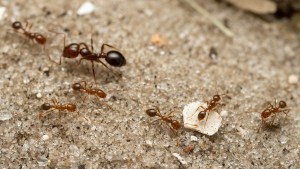 Llega a Europa la hormiga roja de fuego: una de las peores especies invasoras del mundo