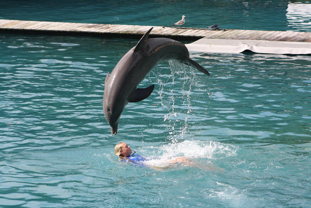 Li’i, excompañero de la delfín Lolita, fue trasladado a SeaWorld en Texas “para mejorar su bienestar”