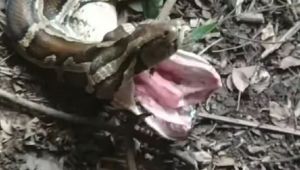 Atrapada una serpiente pitón de siete metros de largo y 140 kilos tras devorar una cabra entera en Malasia