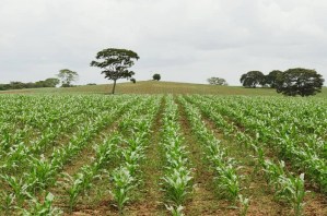 Agricultural production in Venezuela set back almost 40 years