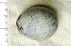 Hallan un huevo de gallina de hace casi dos mil años totalmente intacto