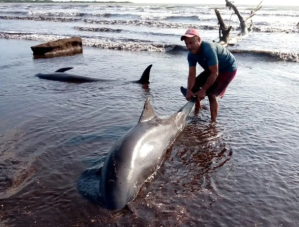 EN VIDEO: Reportan la presencia de delfines en las costas de Falcón