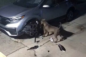 Si no lo graban, nadie lo cree: Dos perros dañaron su vehículo al intentar alcanzar un gato en Florida (VIDEO)