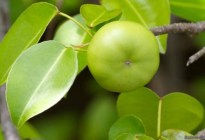 El “árbol de la muerte”, la planta más peligrosa del mundo que crece en EEUU: un fruto puede matar a 20 personas
