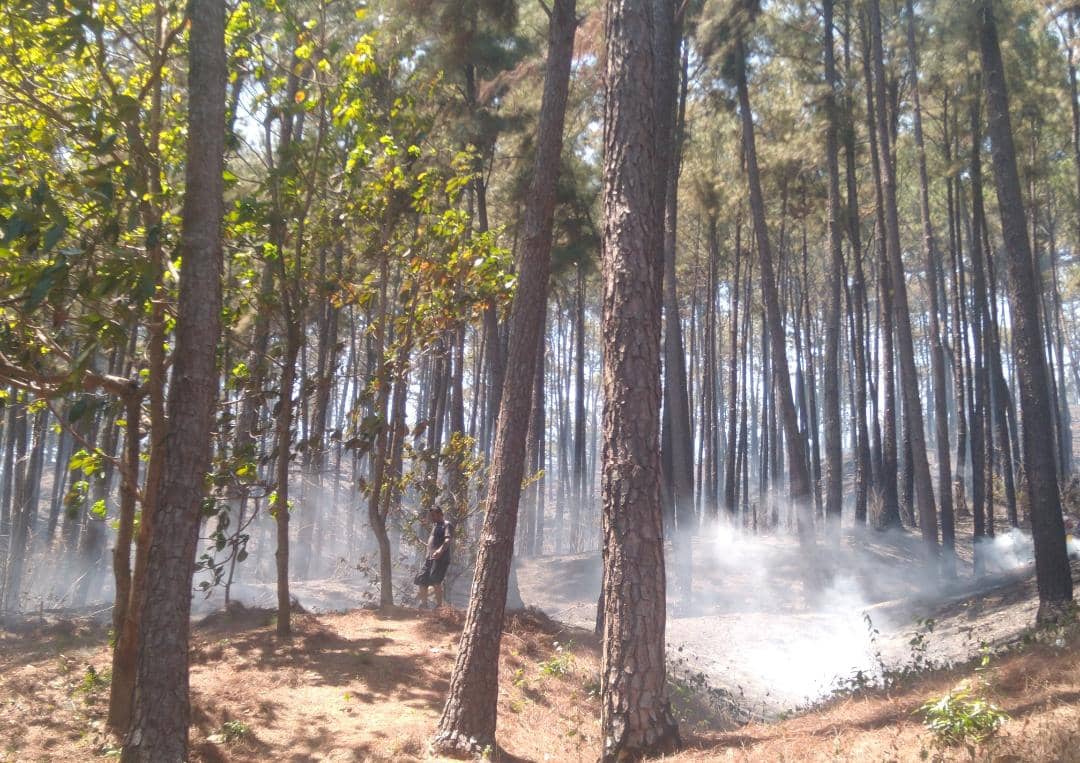 Autoridades en alerta: Persisten incendios forestales en Carabobo