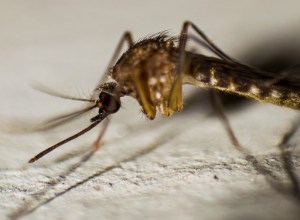 Localizan un mosquito asociado a la malaria en el sur de Italia 50 años después