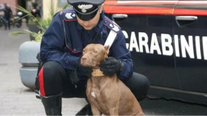 Tragedia en Italia: Muere bebé de un año tras ser atacado por dos pitbulls
