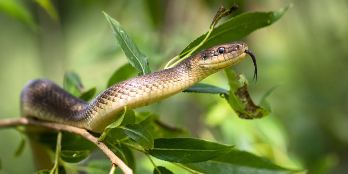 Los cuatro olores que más atraen a las serpientes y que debería evitar en su hogar