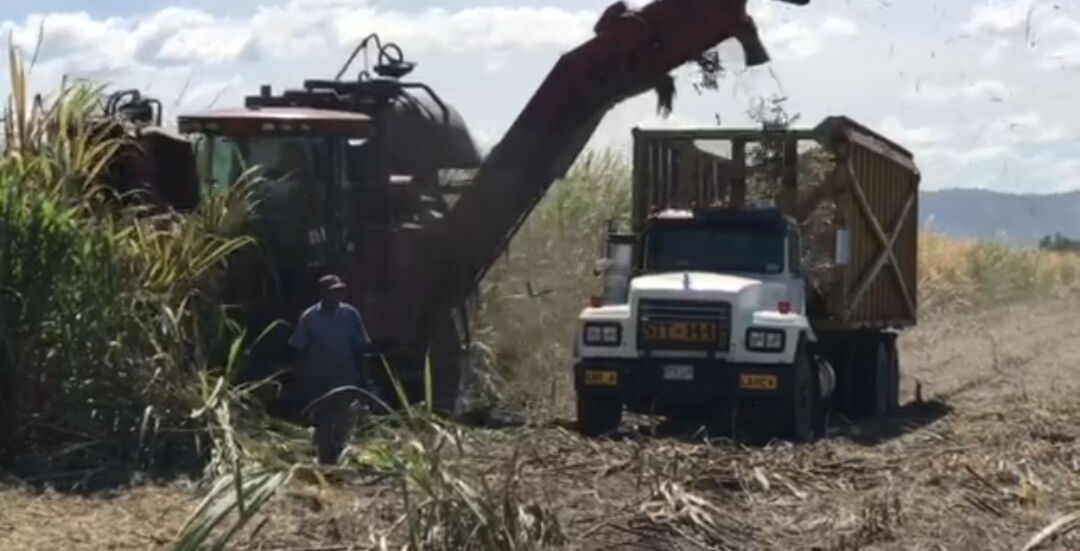 Cañicultores en Carabobo solicitan financiamiento para incrementar la producción