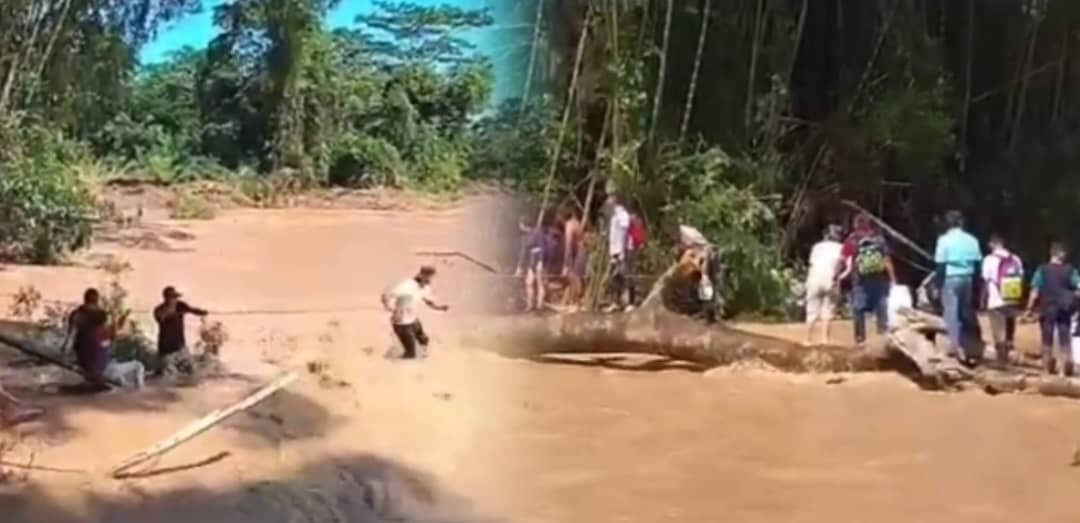 Un árbol caído sirve de “puente peatonal” para cruzar el río Michay en Barinas